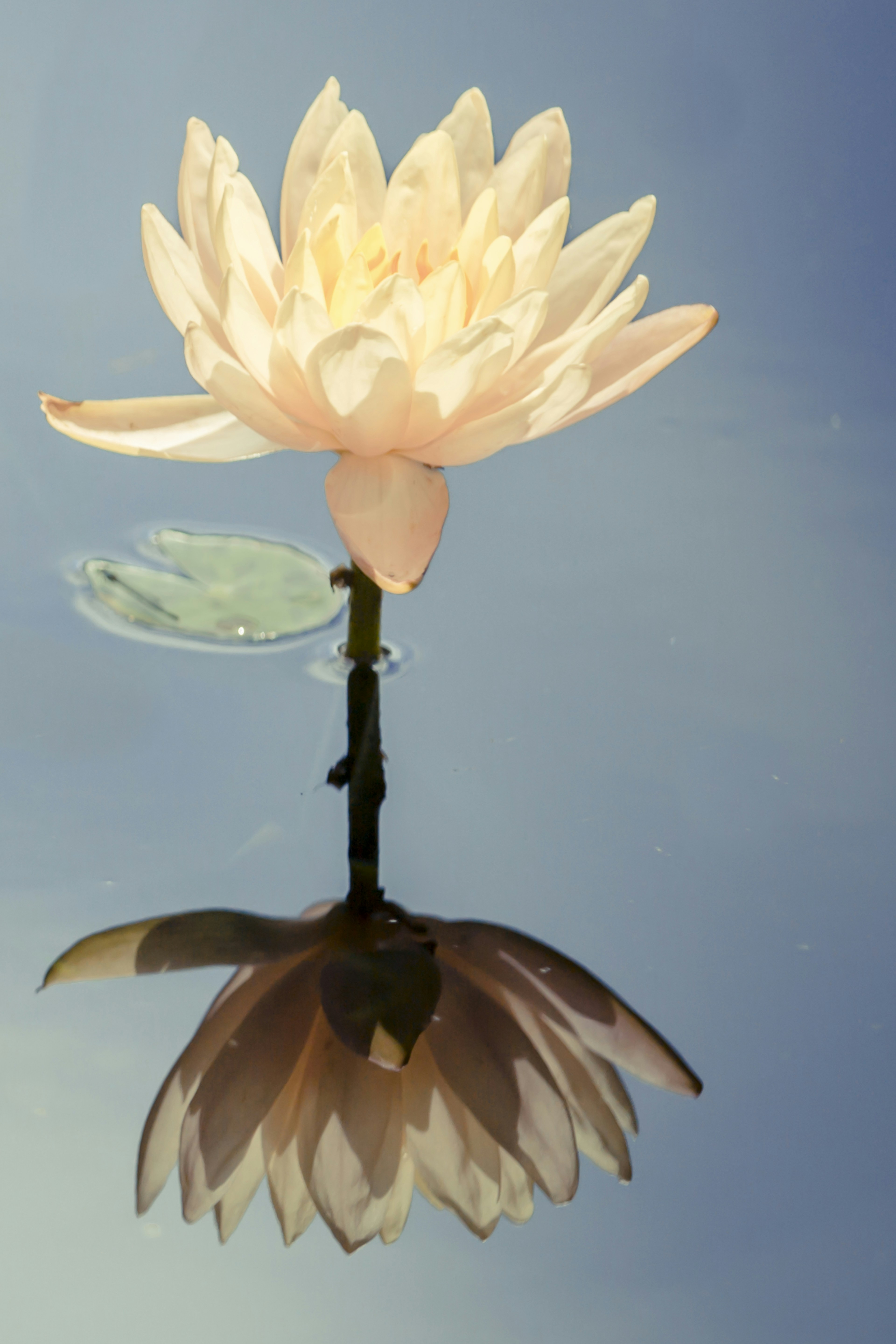 a white flower floating on top of a body of water