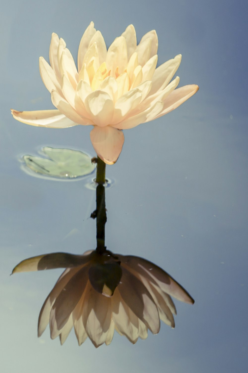 Una flor blanca flotando sobre un cuerpo de agua