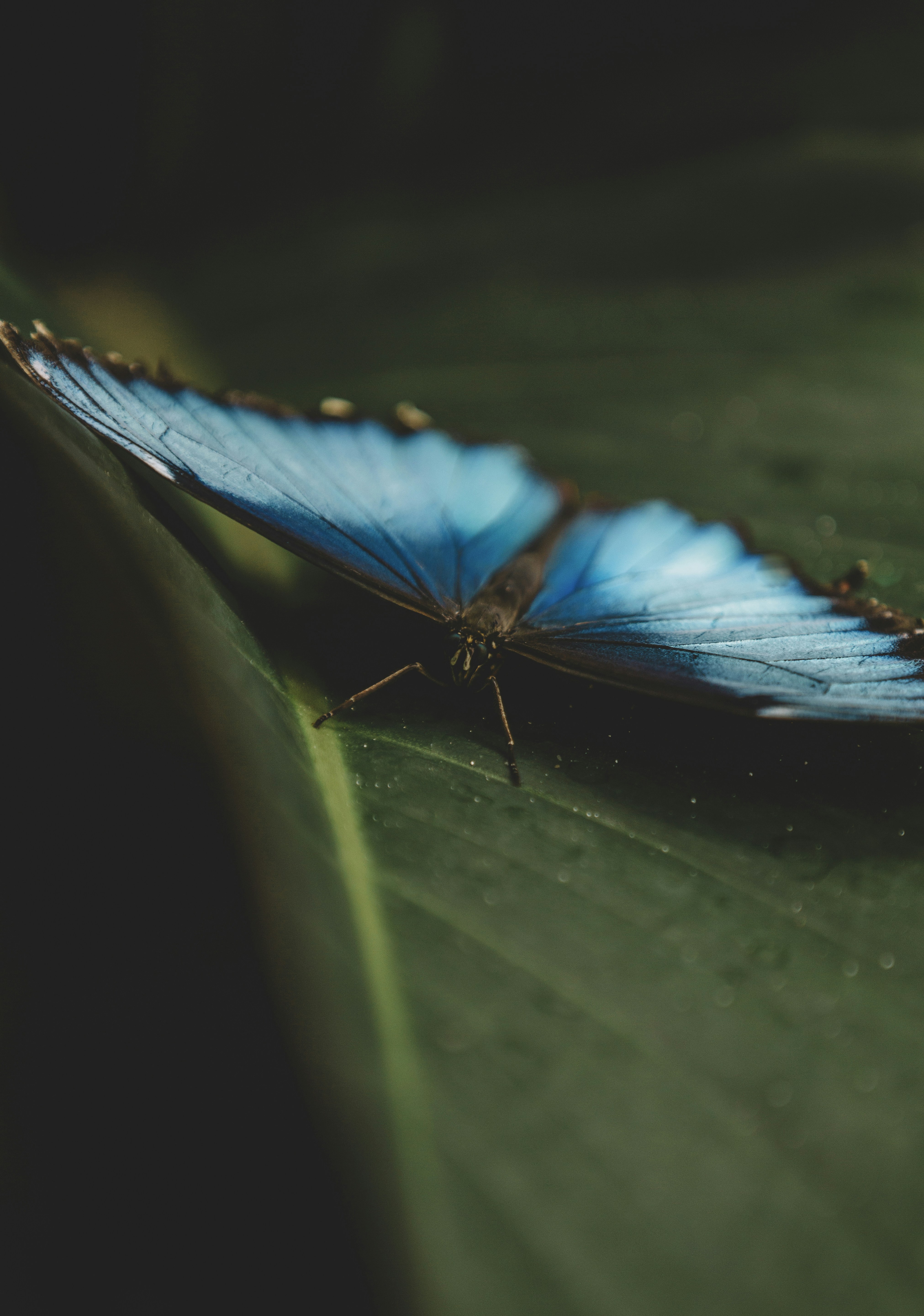 a blue butterfly sitting on top of a green leaf