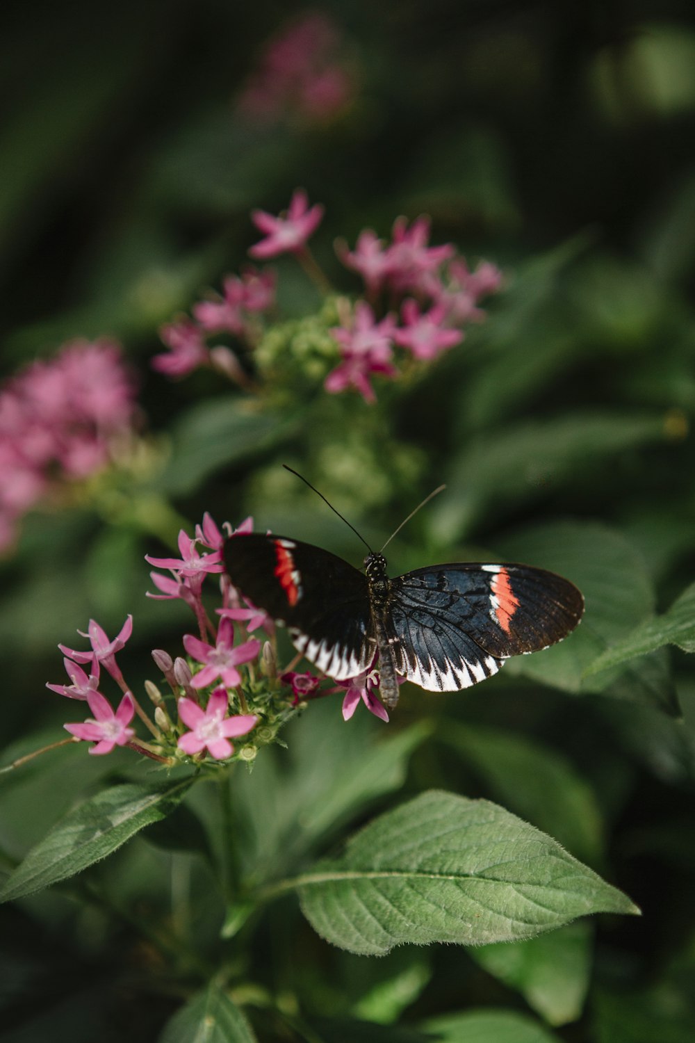 a butterfly sitting on top of a pink flower