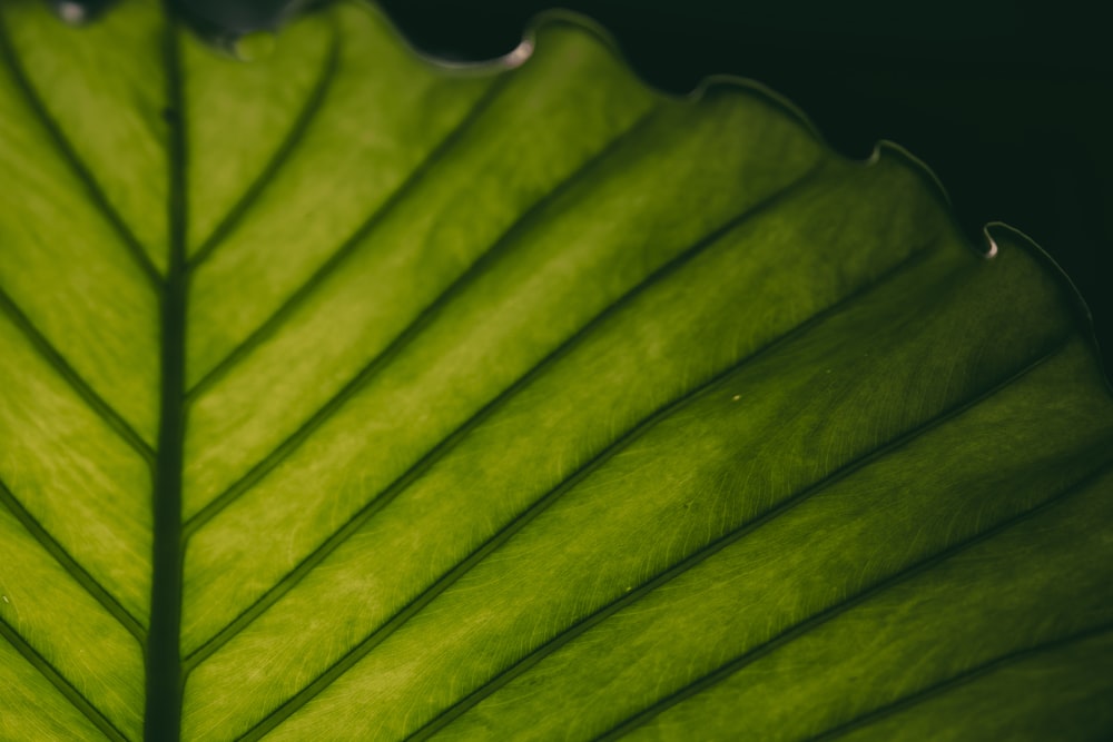 a close up of a large green leaf