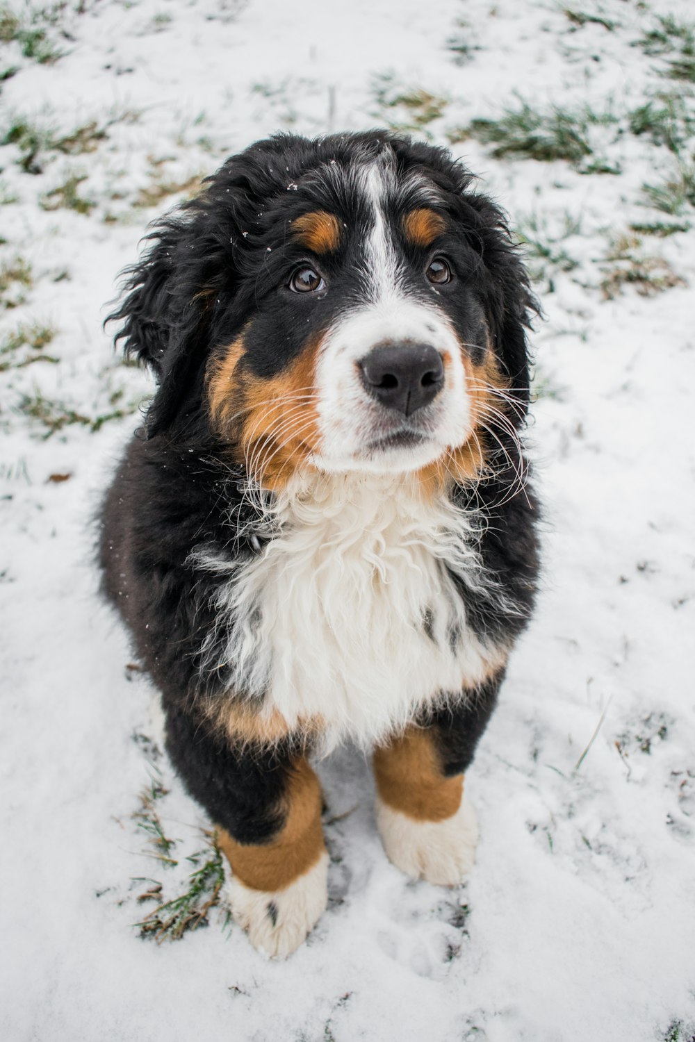 a close up of a dog in the snow