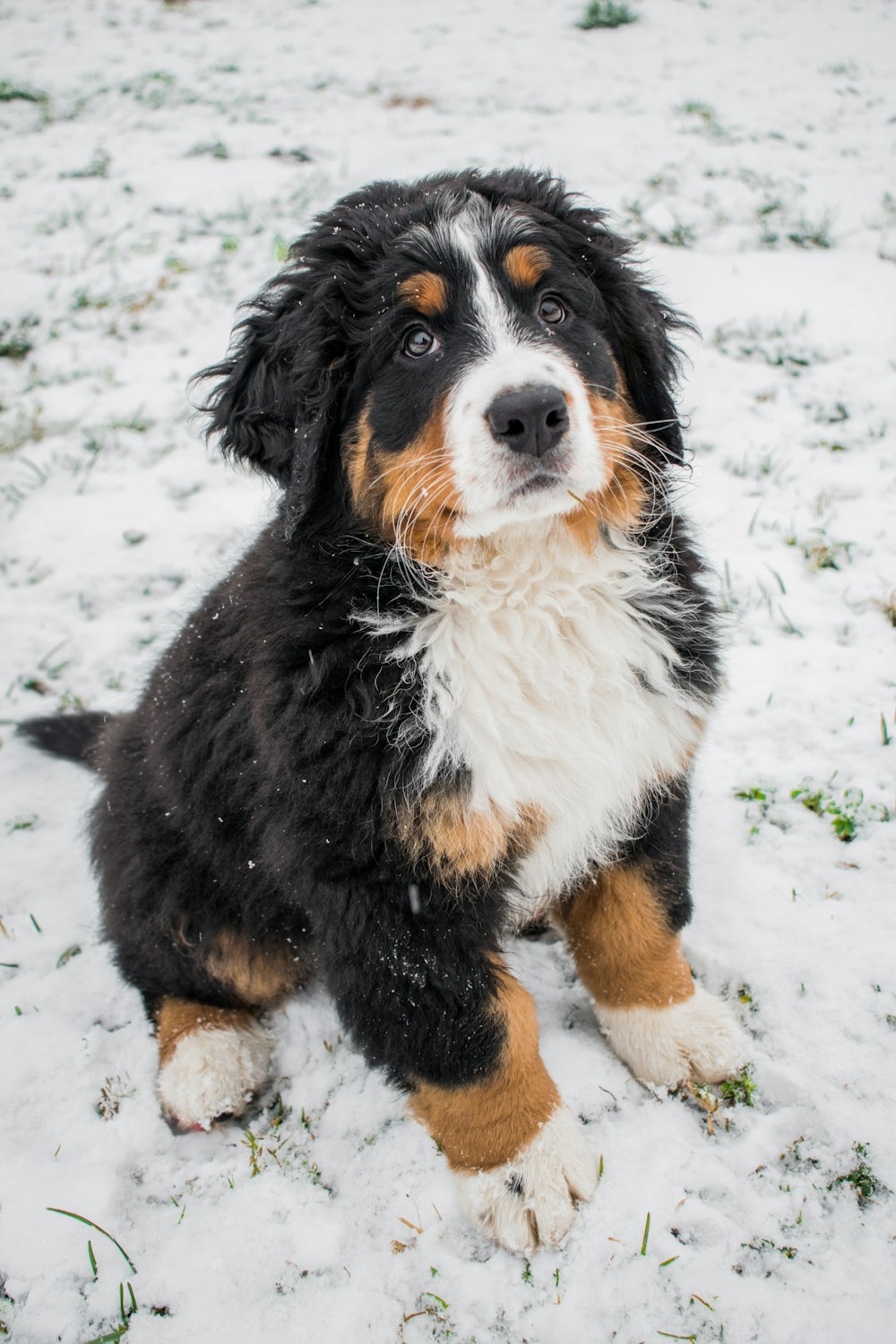um cão preto e marrom sentado na neve