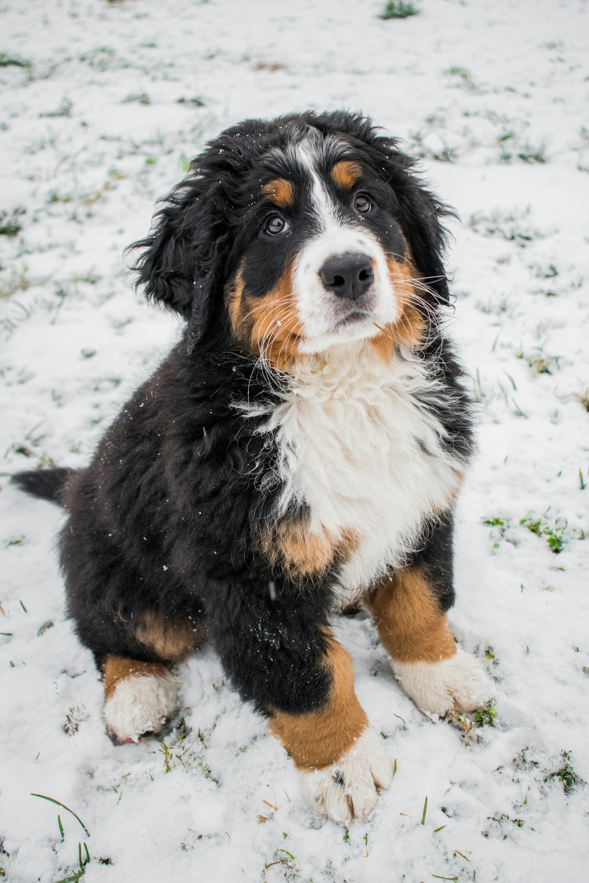 Filhote de Bernese Mountain Dog sentado na neve, com a pelagem tricolor bem marcada
