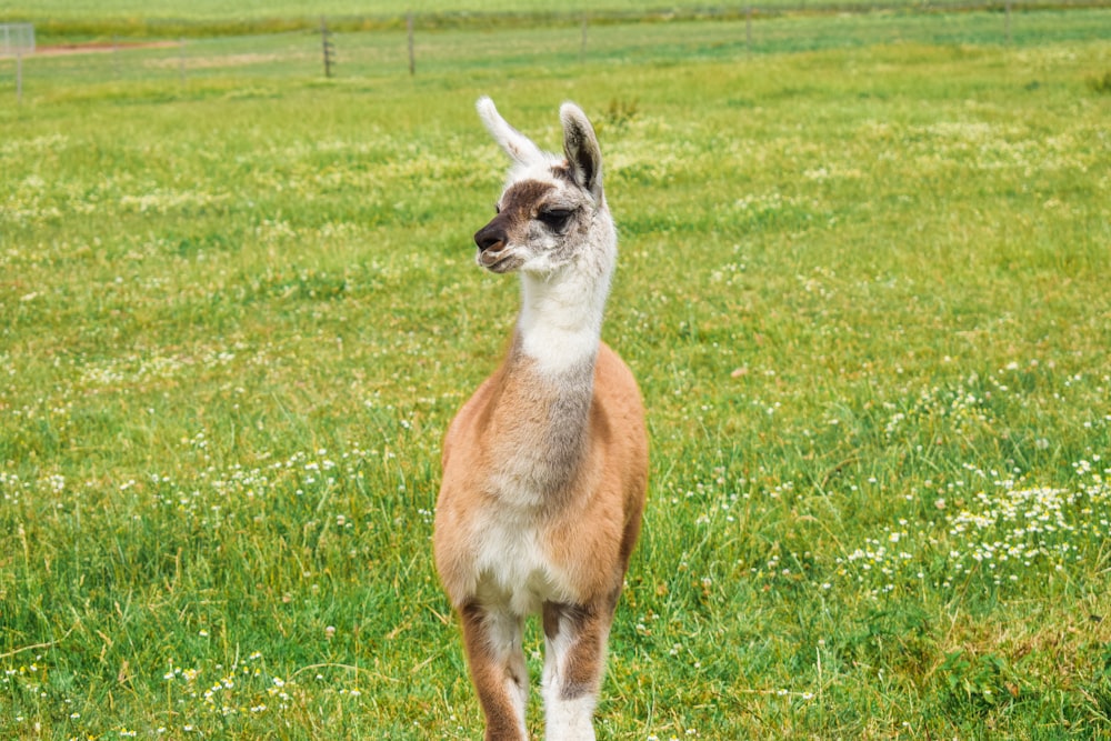 a brown and white llama standing in a field