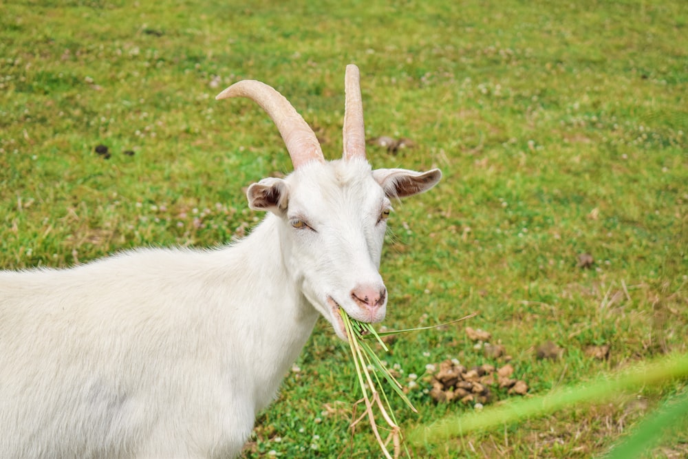 a goat with long horns eating grass in a field