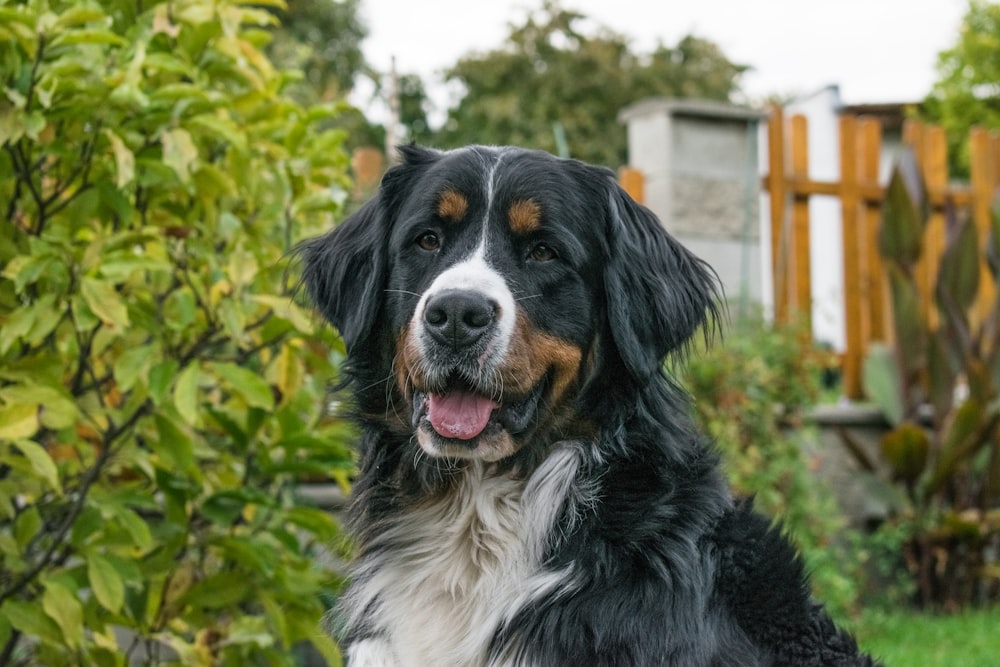 a large black and white dog sitting in the grass