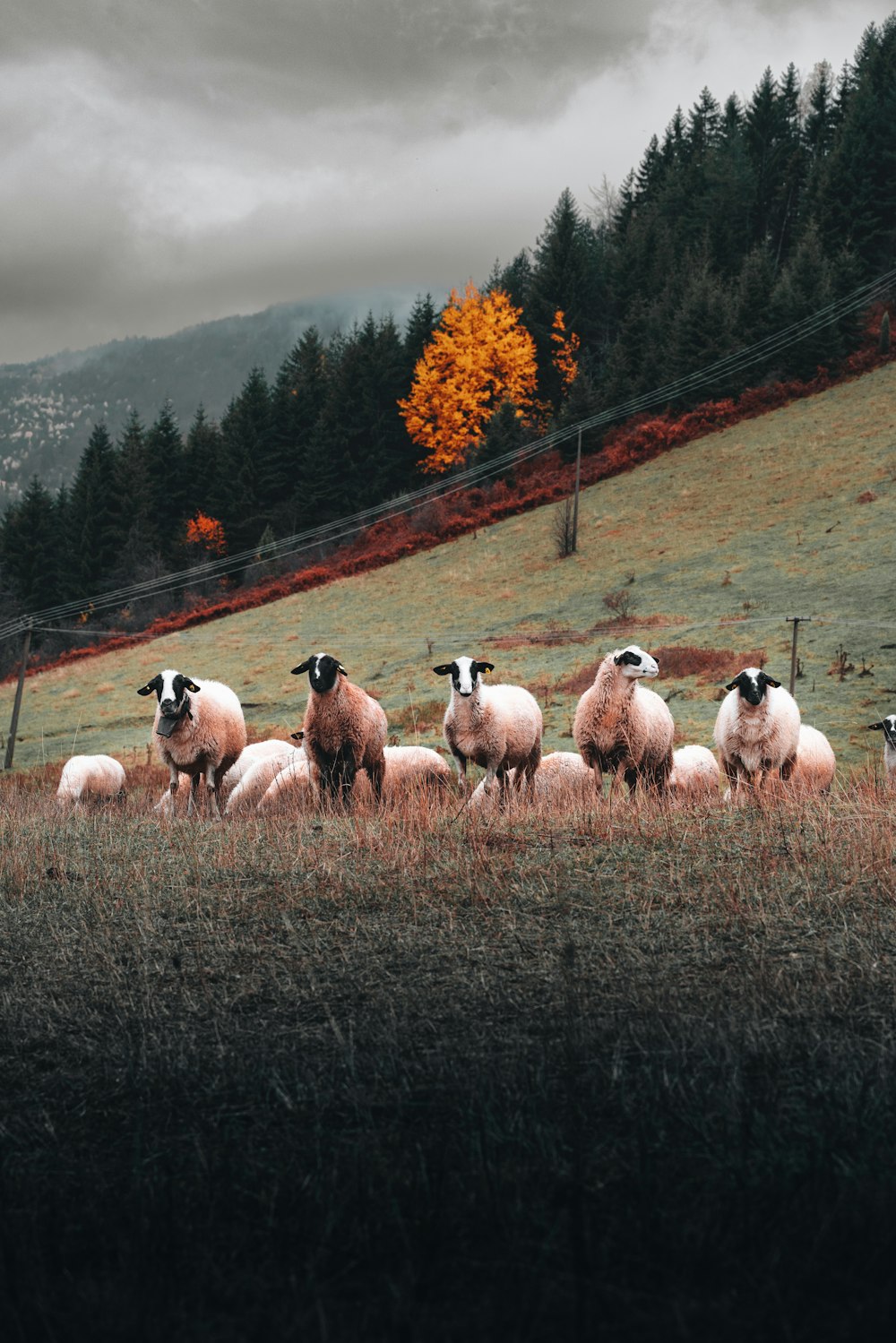 um rebanho de ovelhas em pé em cima de um campo coberto de grama