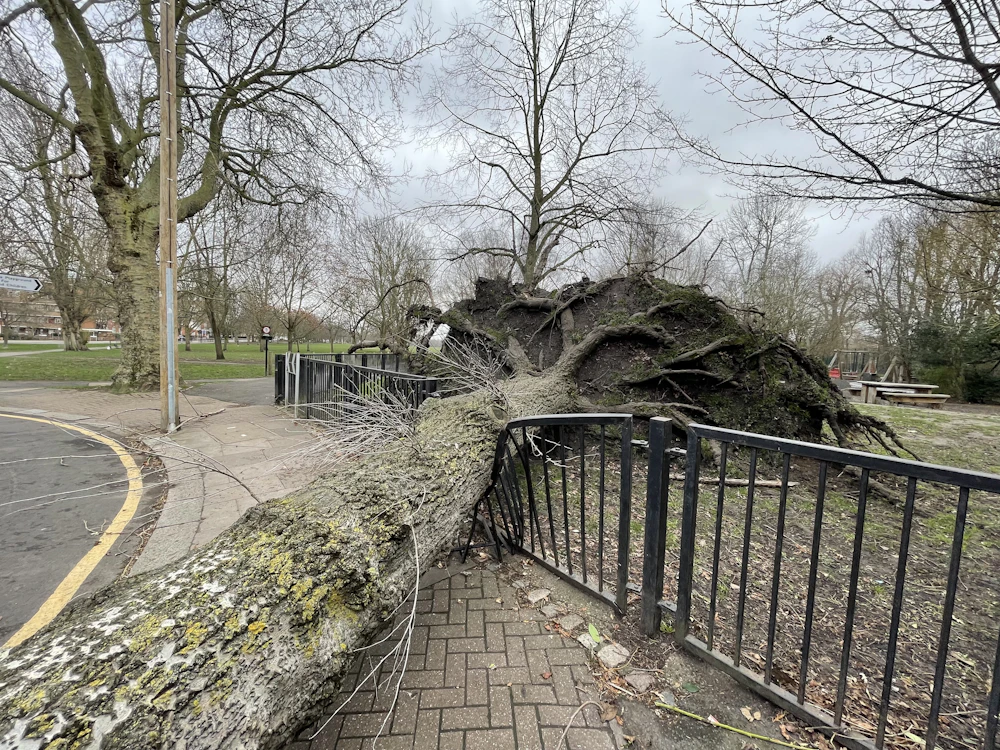 A storm-uprooted tree lying across a metal fence, root plate exposed.