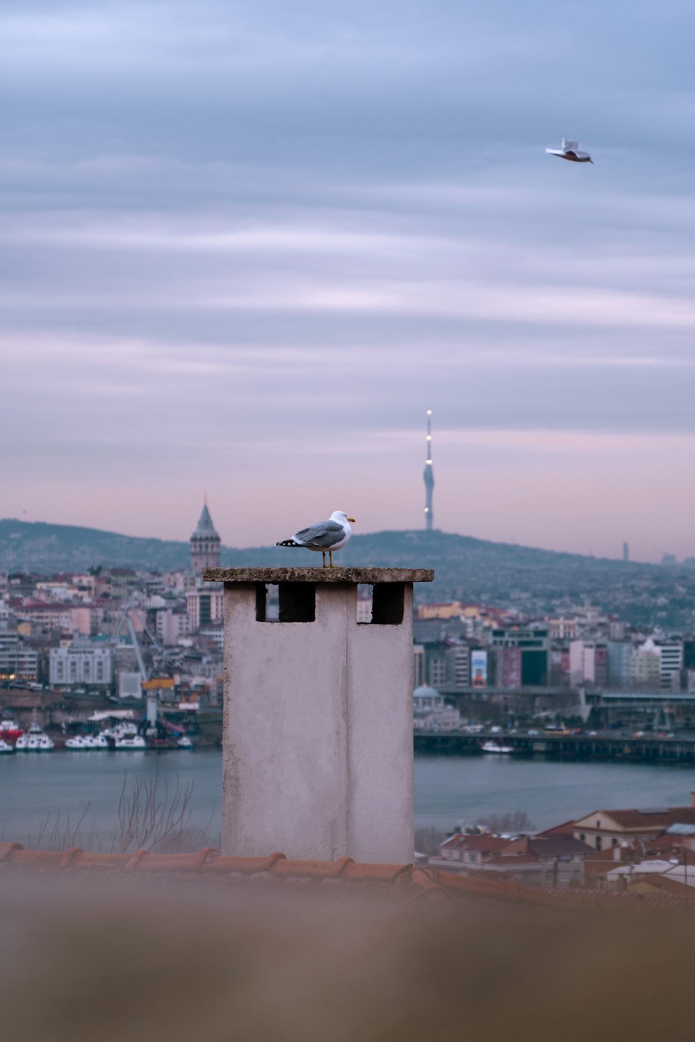 a bird sitting on top of a building next to a body of water