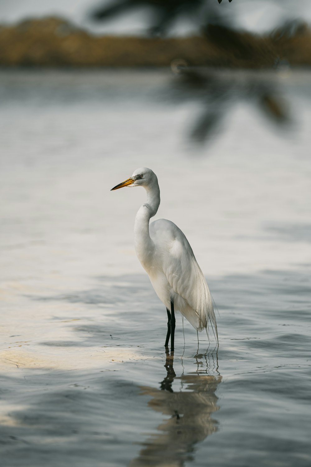 Un uccello bianco è in piedi nell'acqua