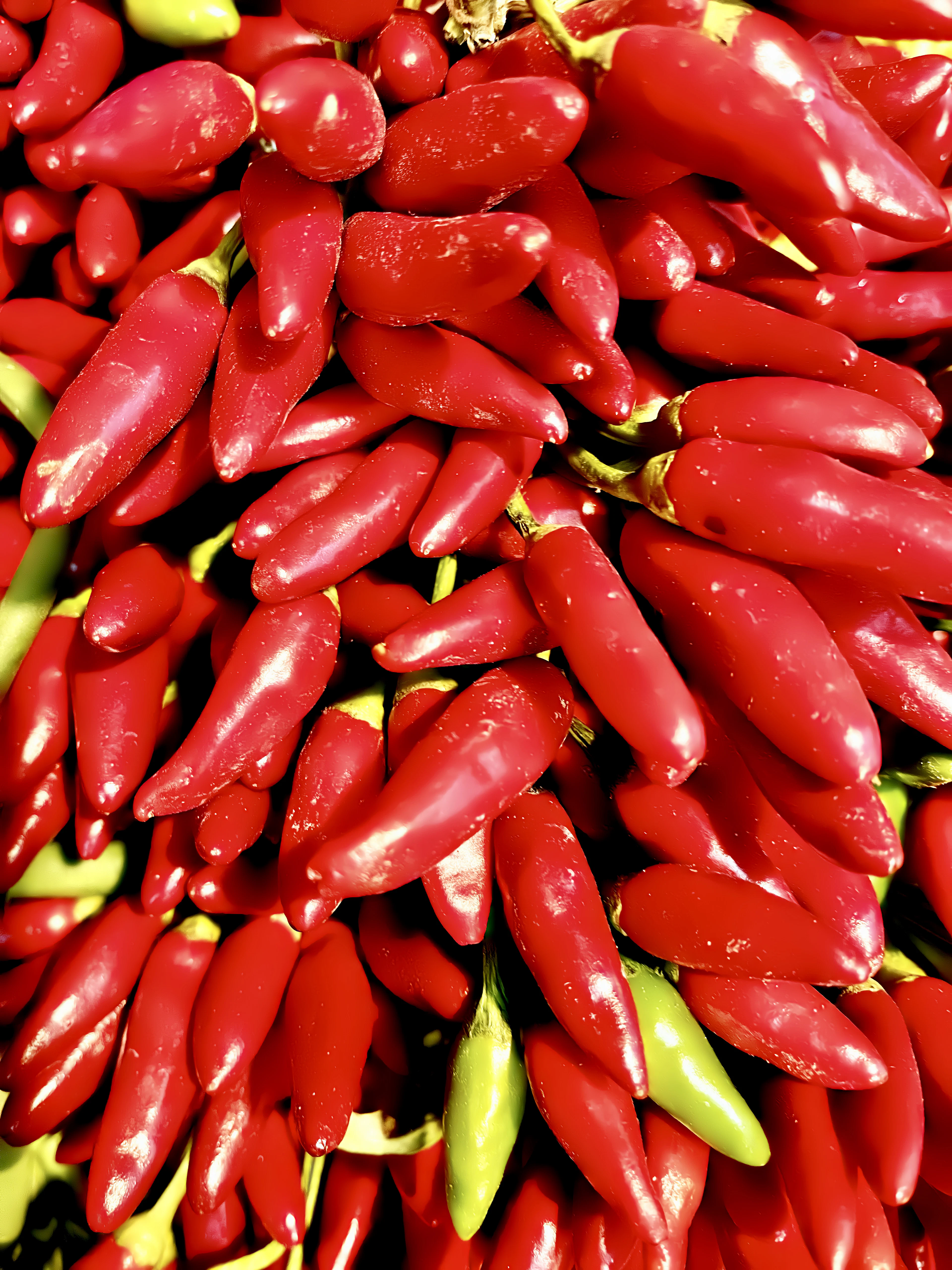 Long red chillies heaped on a market stall, still wet from the morning wash