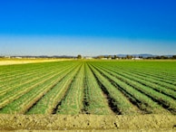 A vast and well-maintained agricultural field stretches into the distance with rows of green crops under a clear blue sky. In the background, there are distant mountains and a few scattered buildings, creating a tranquil and expansive rural scene.