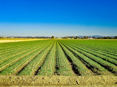 A vast and well-maintained agricultural field stretches into the distance with rows of green crops under a clear blue sky. In the background, there are distant mountains and a few scattered buildings, creating a tranquil and expansive rural scene.