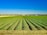 A vast and well-maintained agricultural field stretches into the distance with rows of green crops under a clear blue sky. In the background, there are distant mountains and a few scattered buildings, creating a tranquil and expansive rural scene.