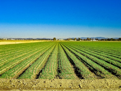 A vast and well-maintained agricultural field stretches into the distance with rows of green crops under a clear blue sky. In the background, there are distant mountains and a few scattered buildings, creating a tranquil and expansive rural scene.