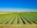 A vast and well-maintained agricultural field stretches into the distance with rows of green crops under a clear blue sky. In the background, there are distant mountains and a few scattered buildings, creating a tranquil and expansive rural scene.