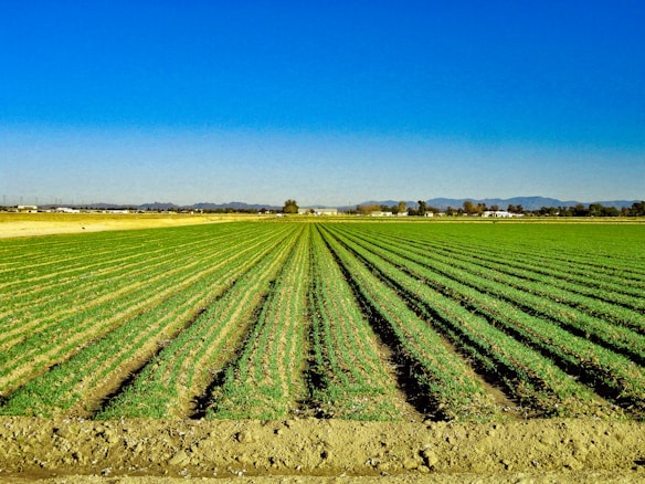 A vast and well-maintained agricultural field stretches into the distance with rows of green crops under a clear blue sky. In the background, there are distant mountains and a few scattered buildings, creating a tranquil and expansive rural scene.