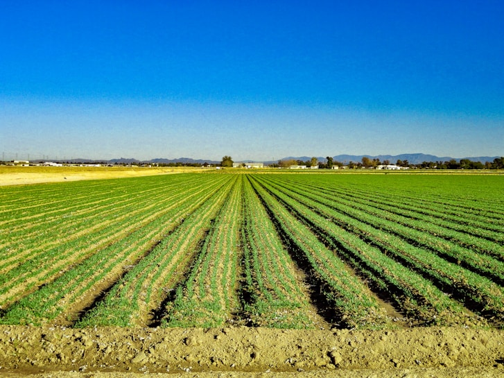 A vast and well-maintained agricultural field stretches into the distance with rows of green crops under a clear blue sky. In the background, there are distant mountains and a few scattered buildings, creating a tranquil and expansive rural scene.