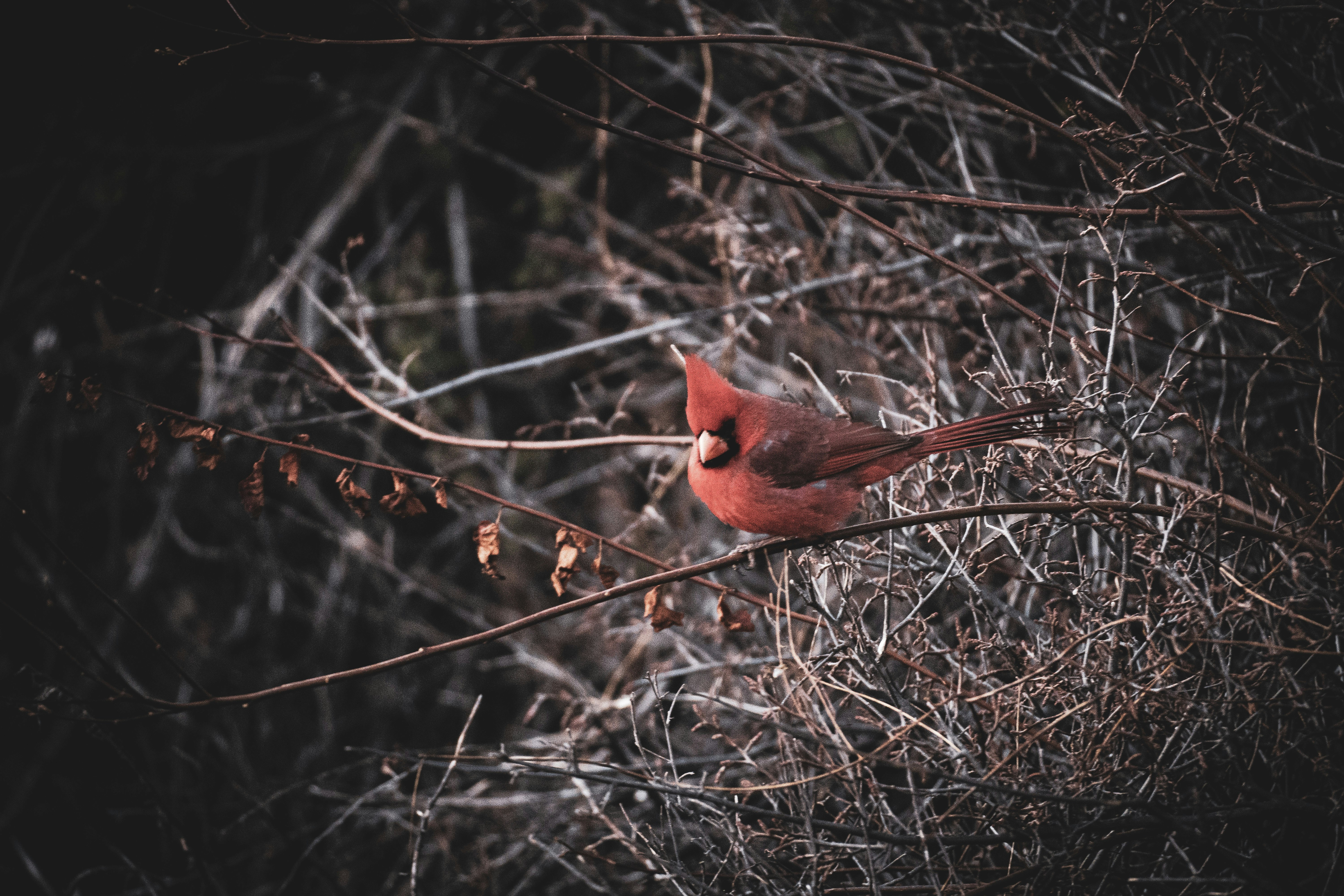 photo-1645208678093-96140cb9a932?ixid=M3wxMjA3fDB8MXxzZWFyY2h8N3x8cmVkJTIwZGVhZCUyMHJlZGVtcHRpb24lMjAyJTIwaHVudGluZyUyMGd1aWRlfGVufDB8fHx8MTc1NTg4NDkzNnww\u0026ixlib=rb-4.1.0