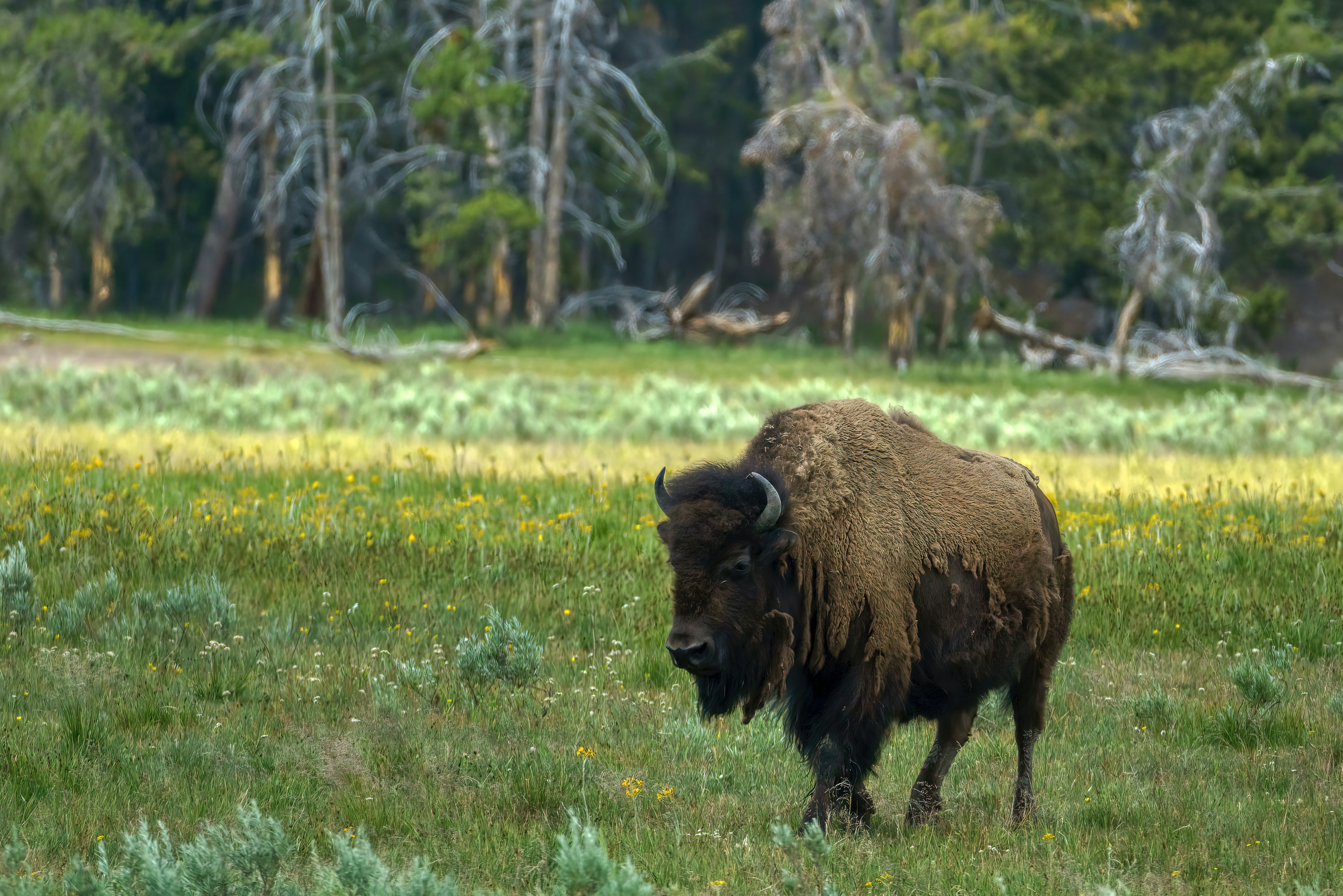 Photo by alphawolff75