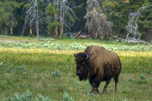 Close-up of a bison grazing in a meadow surrounded by wildflowers.