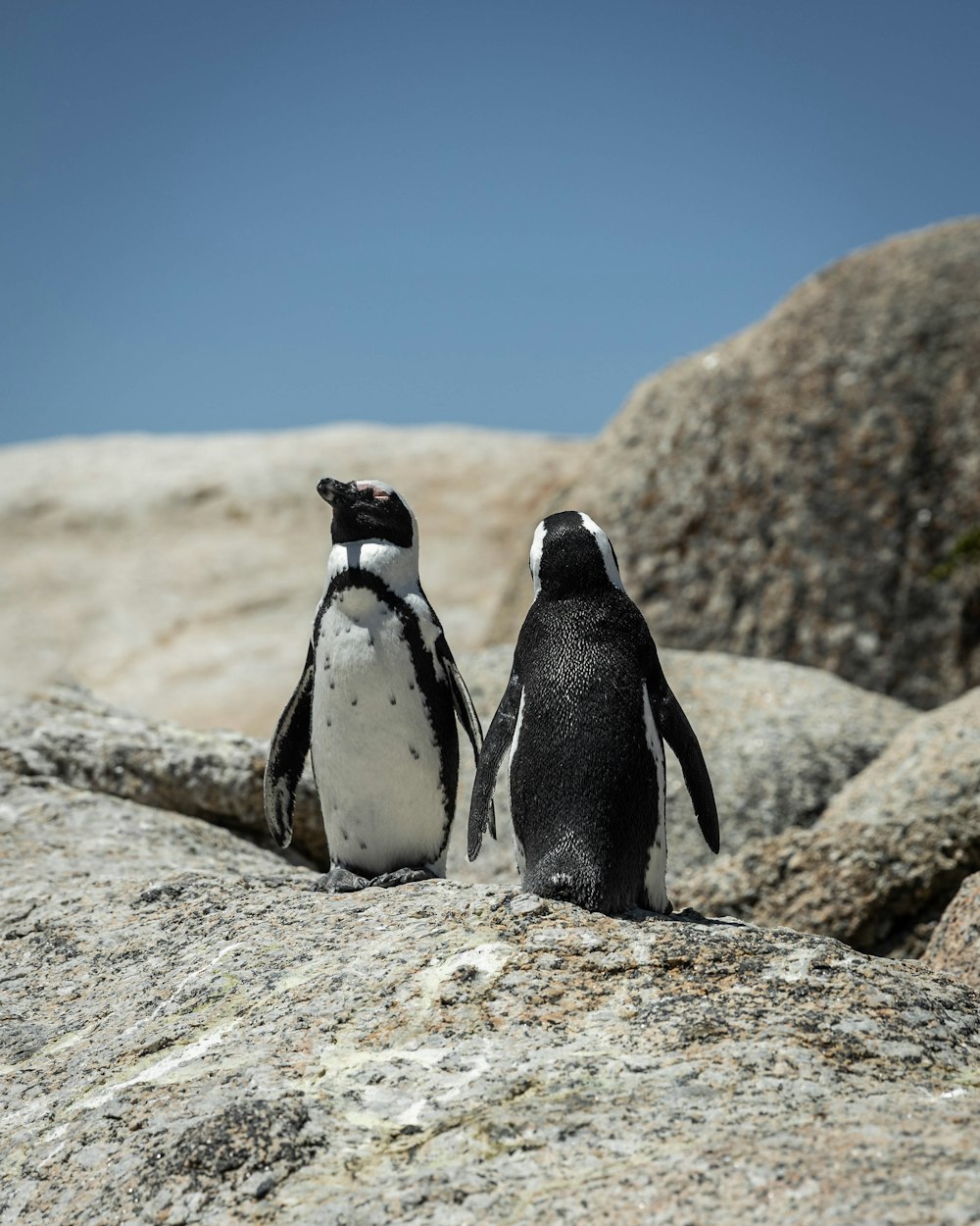 a couple of penguins standing on top of a rock