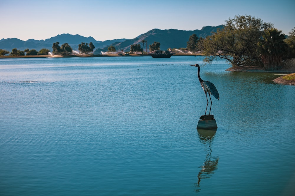a large bird standing on top of a large body of water