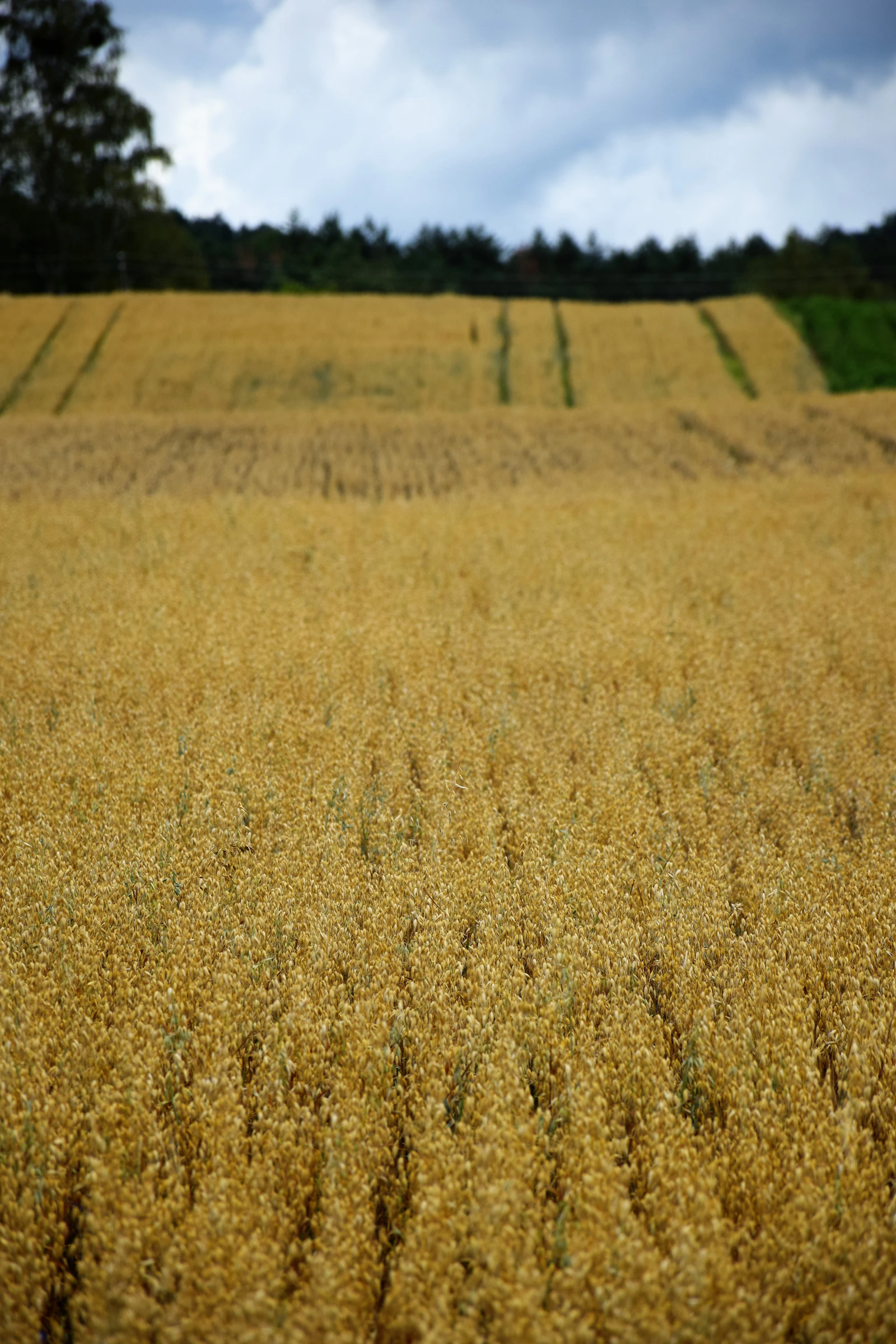 Premium agricultural wheat field at harvest