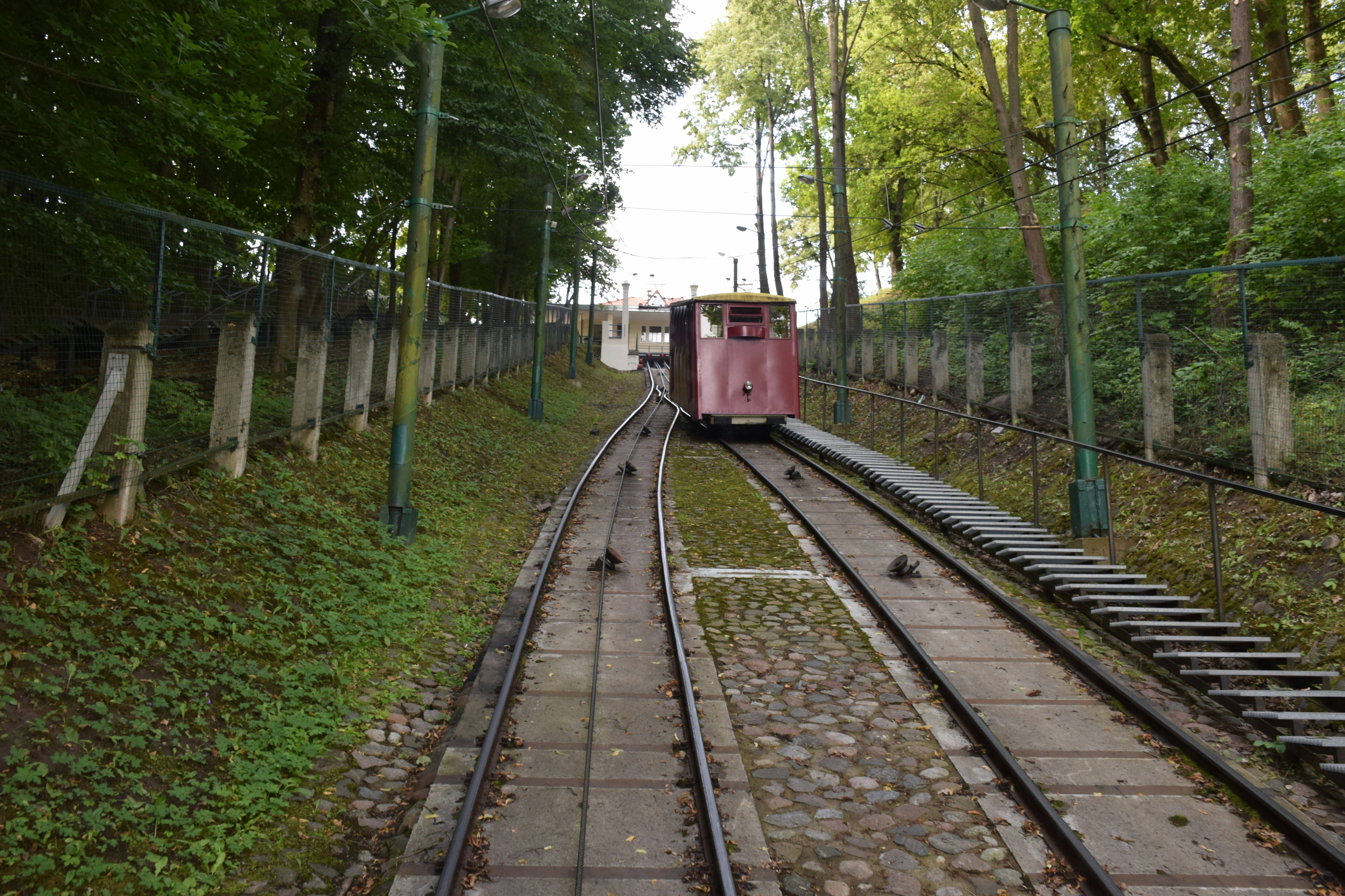 Un tren que viaja a través de un exuberante bosque verde