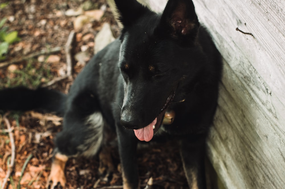 um grande cão preto de pé ao lado de uma parede de madeira
