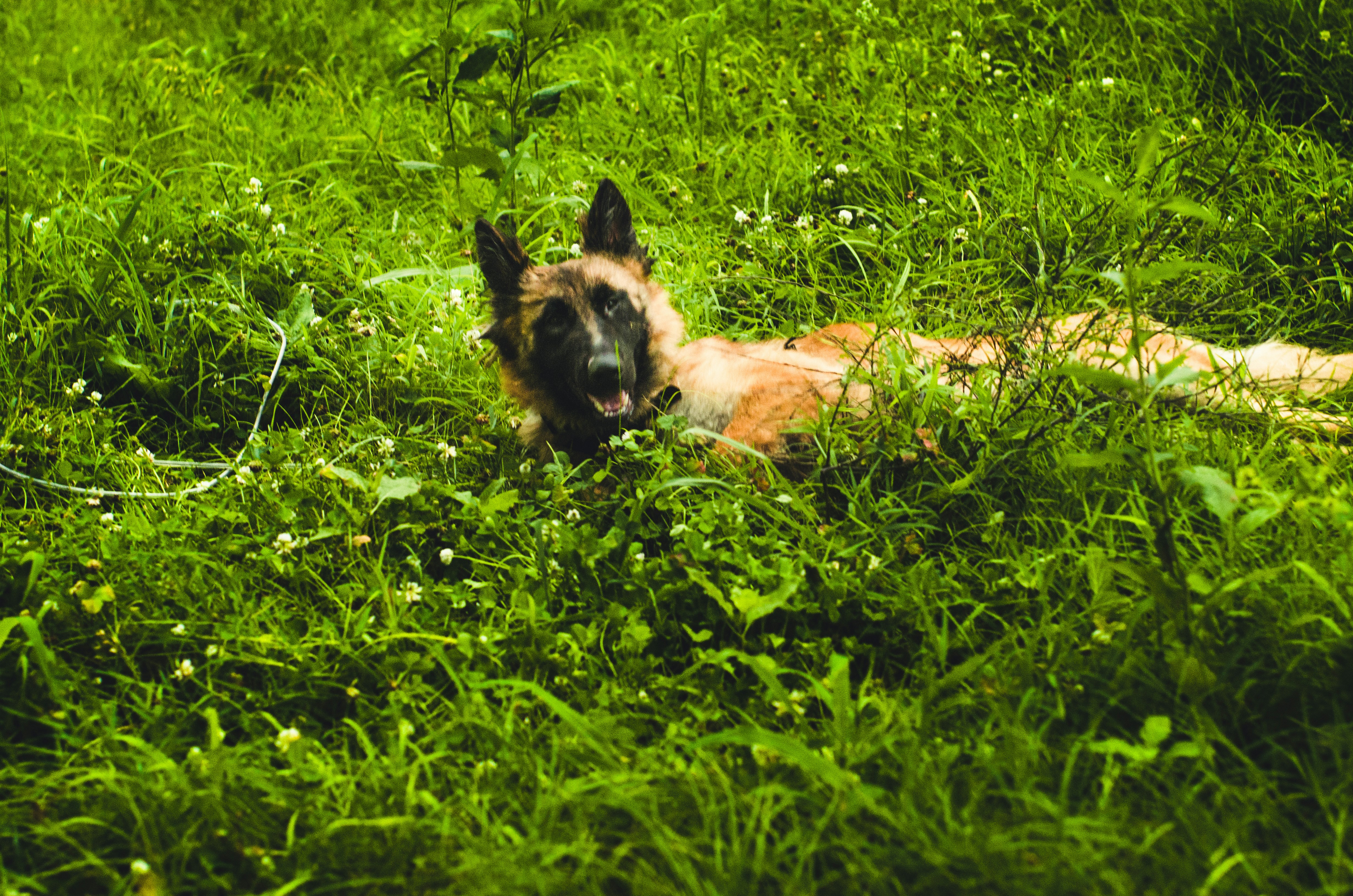 A medium shot of Army sniffer dog Tyson (a Belgian Malinois) with a bandage on its leg, looking alert but tired, standing next to a soldier in camouflage uniform in a rugged, hilly terrain.