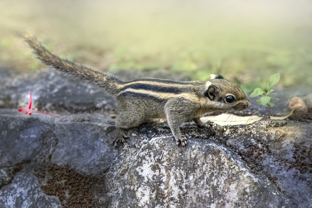 Un pequeño animal parado en la cima de una roca