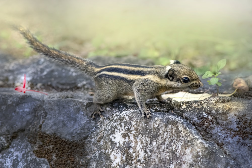 a small animal standing on top of a rock