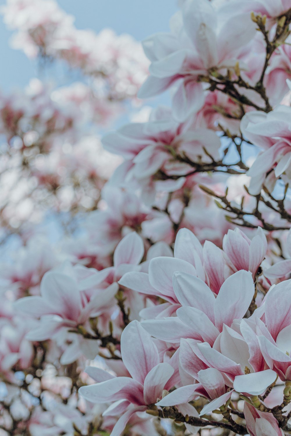 a close up of a tree with pink flowers