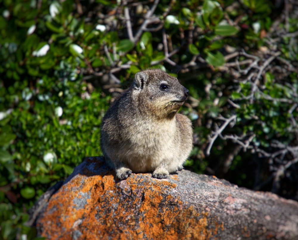 un piccolo animale seduto sulla cima di una grande roccia
