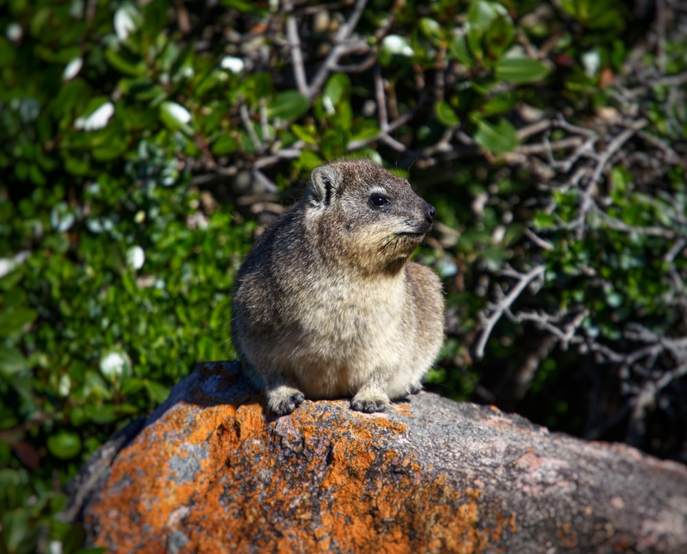 a small animal sitting on top of a large rock