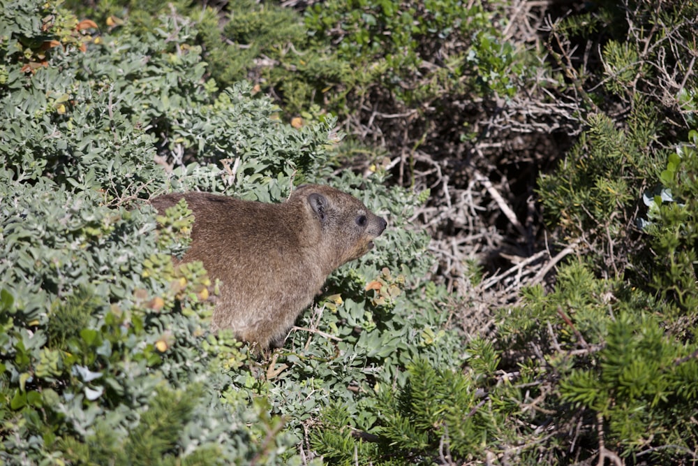 Un capibara tra i cespugli in cerca di cibo
