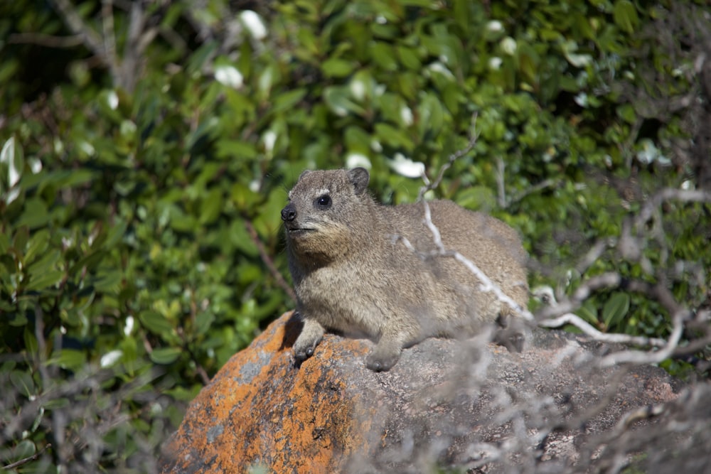 a small animal sitting on top of a rock