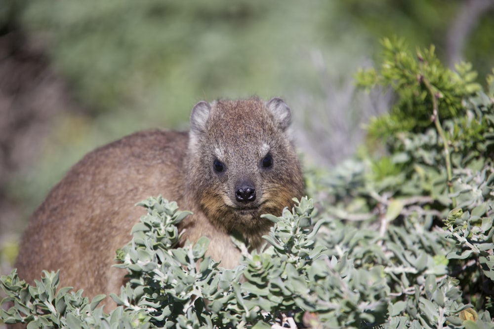 a small animal standing in the middle of a bush