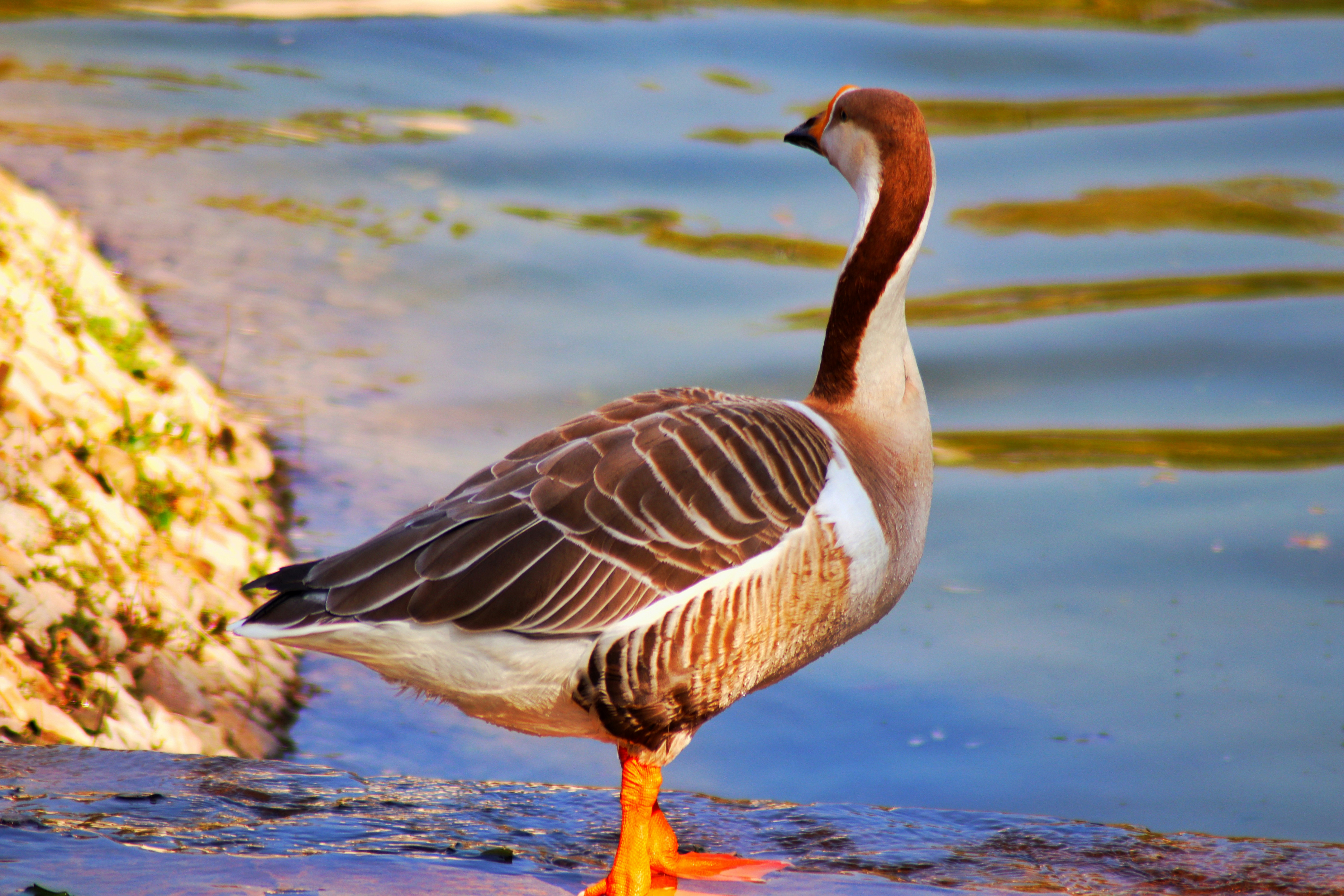 Photo by saubhagya2304