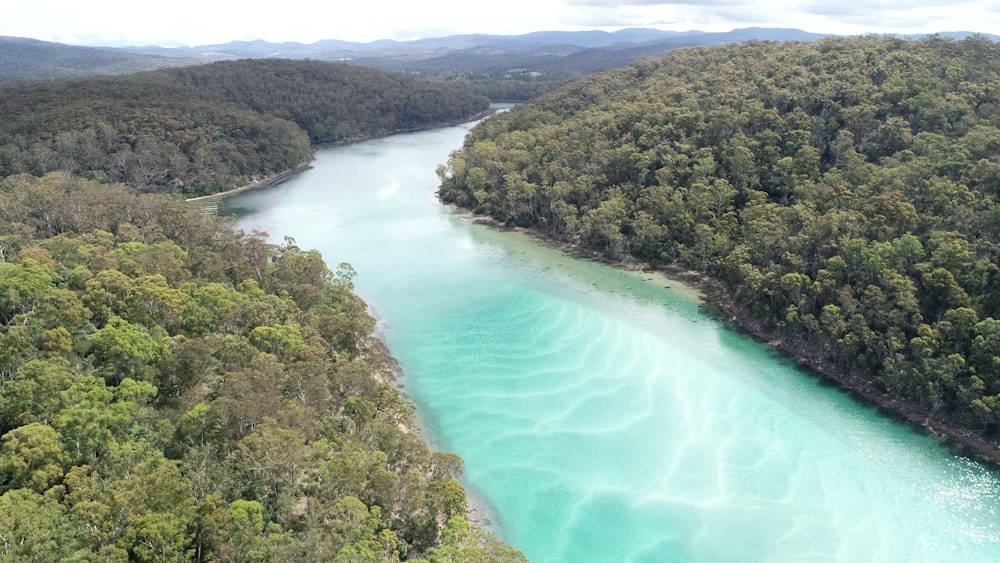 une rivière qui coule à travers une forêt verdoyante