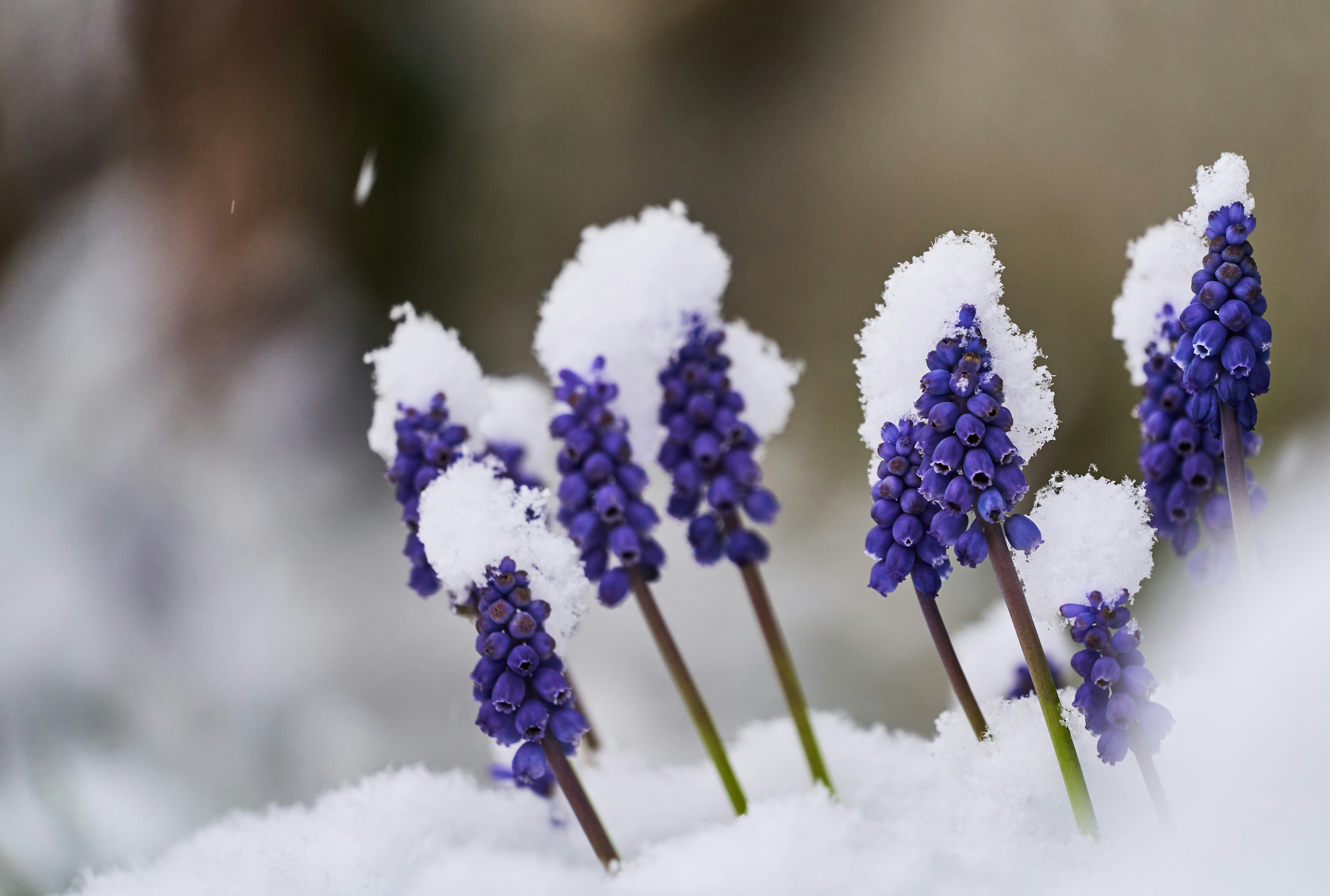 Photo by wolfgang_hasselmann