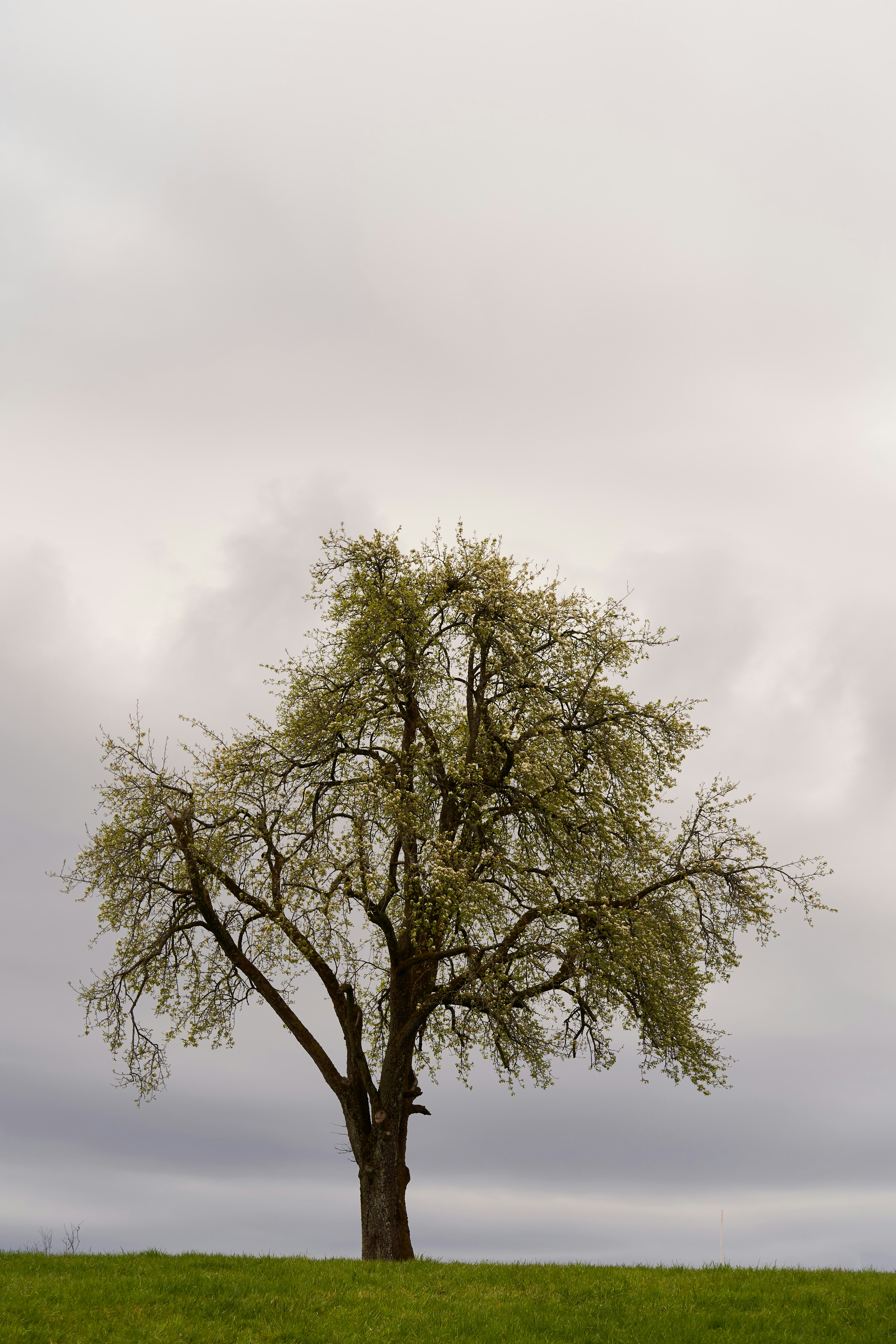 Photo by wolfgang_hasselmann