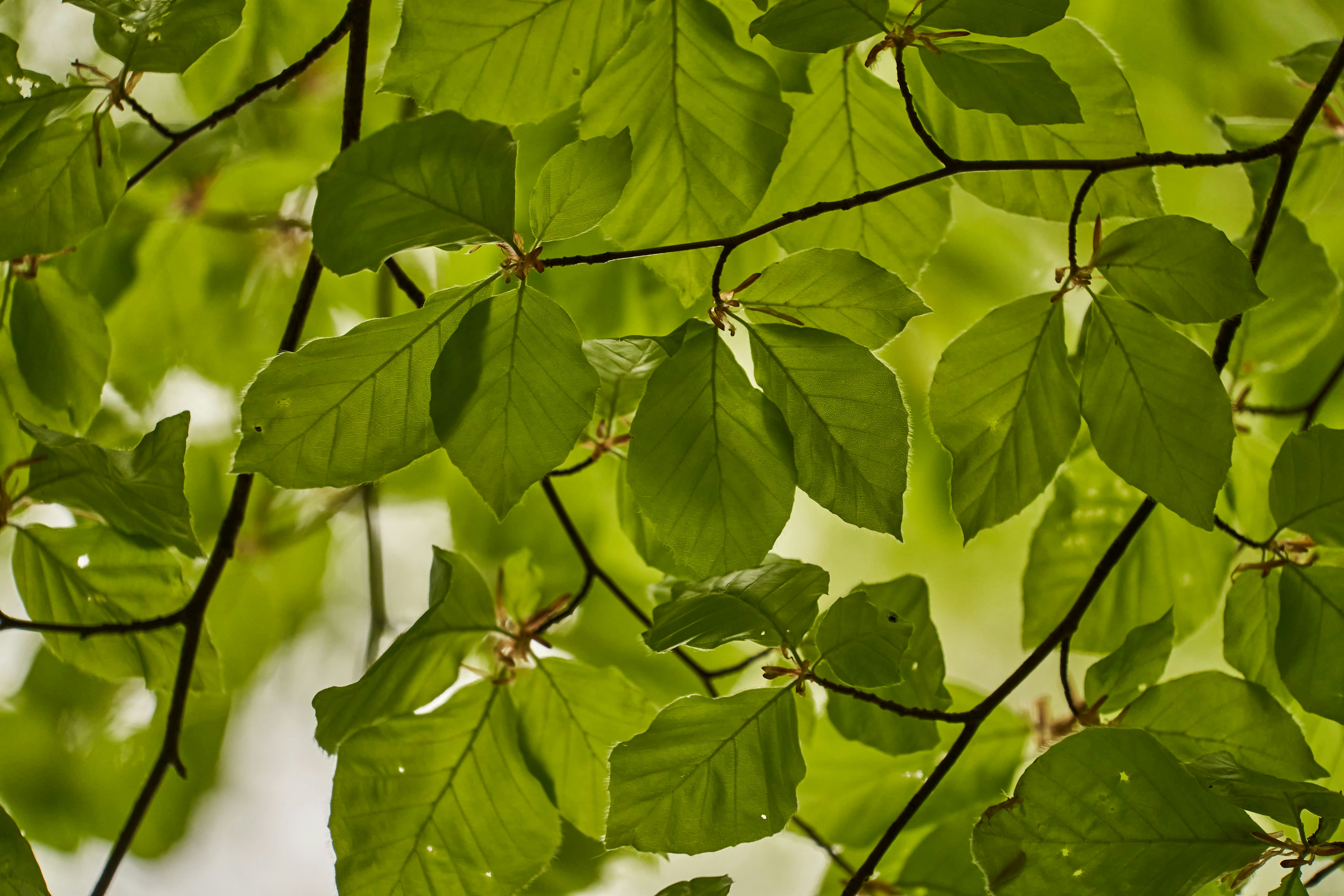 Photo by wolfgang_hasselmann