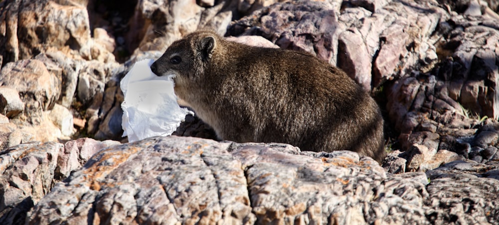 Un animale marrone in piedi sulla cima di una collina rocciosa