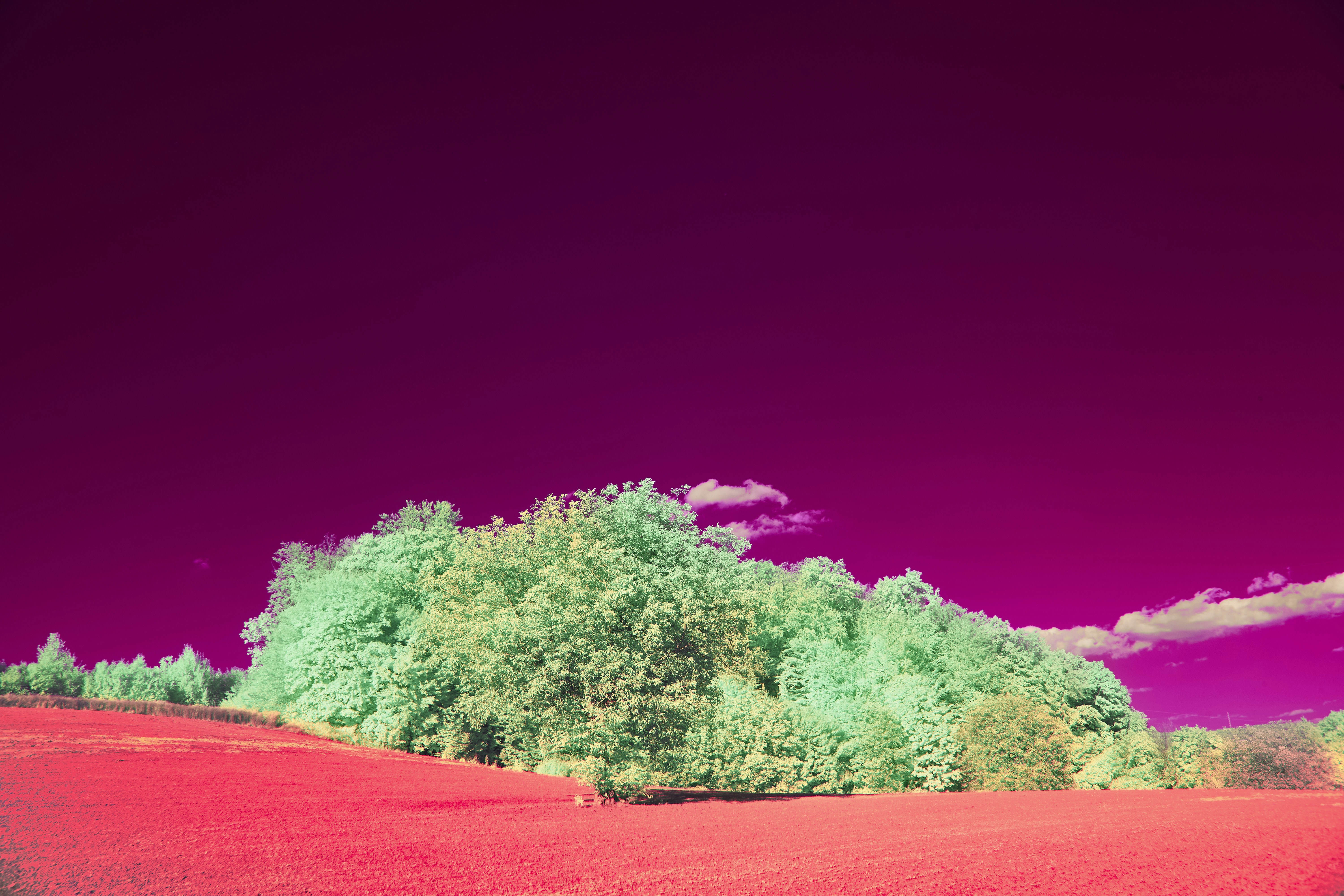 Photo by wolfgang_hasselmann