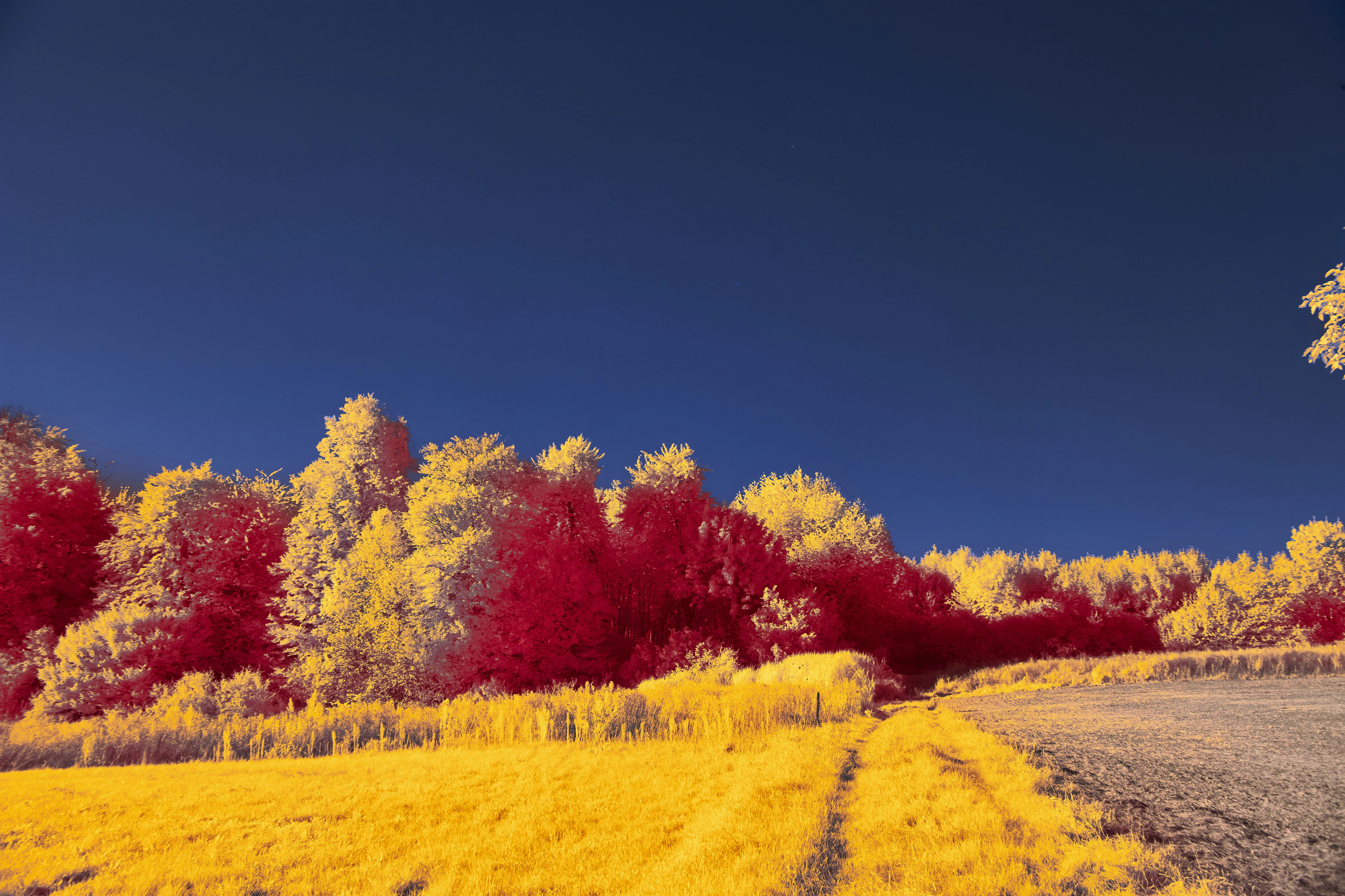 Photo by wolfgang_hasselmann