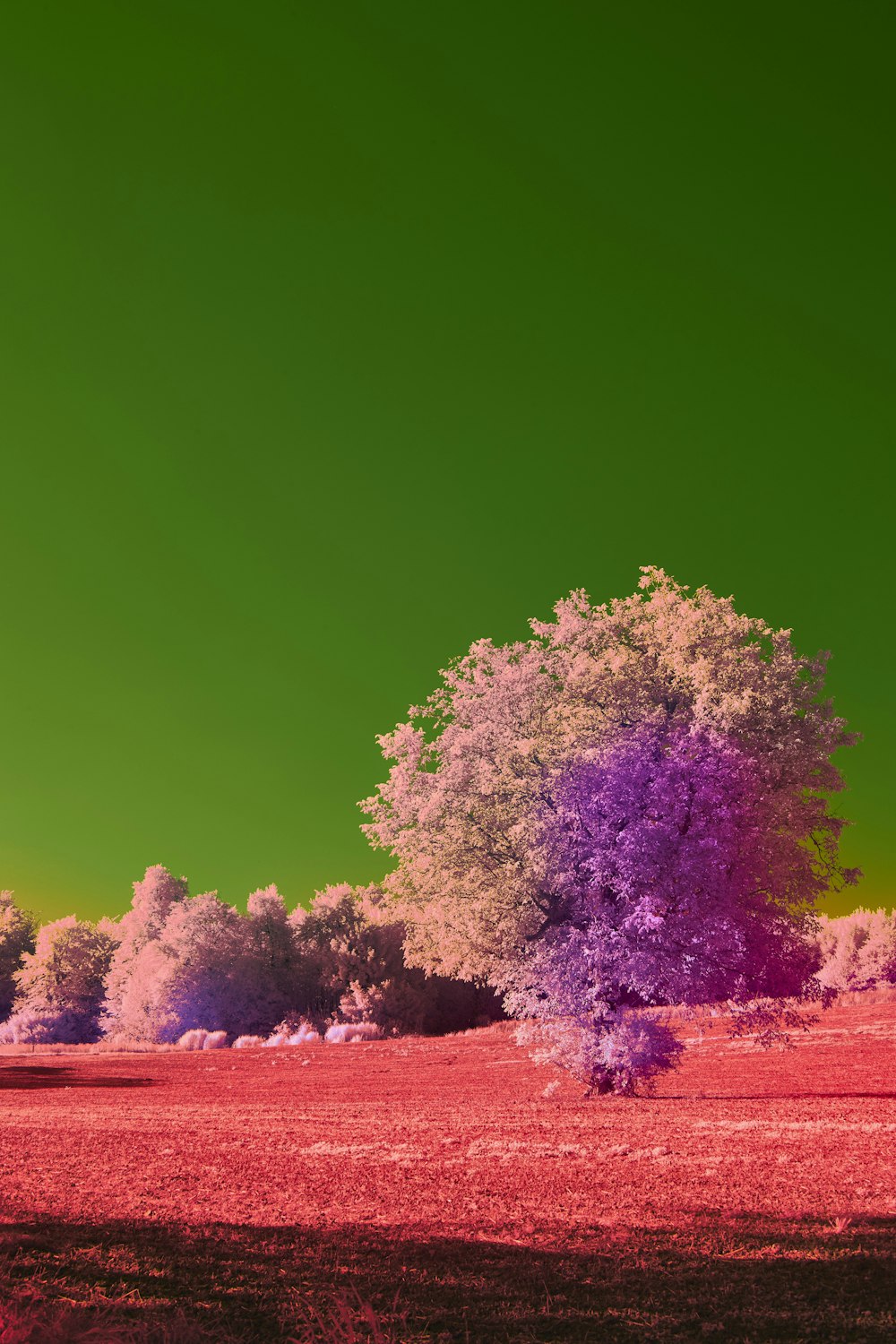 a tree in a field with a green sky in the background