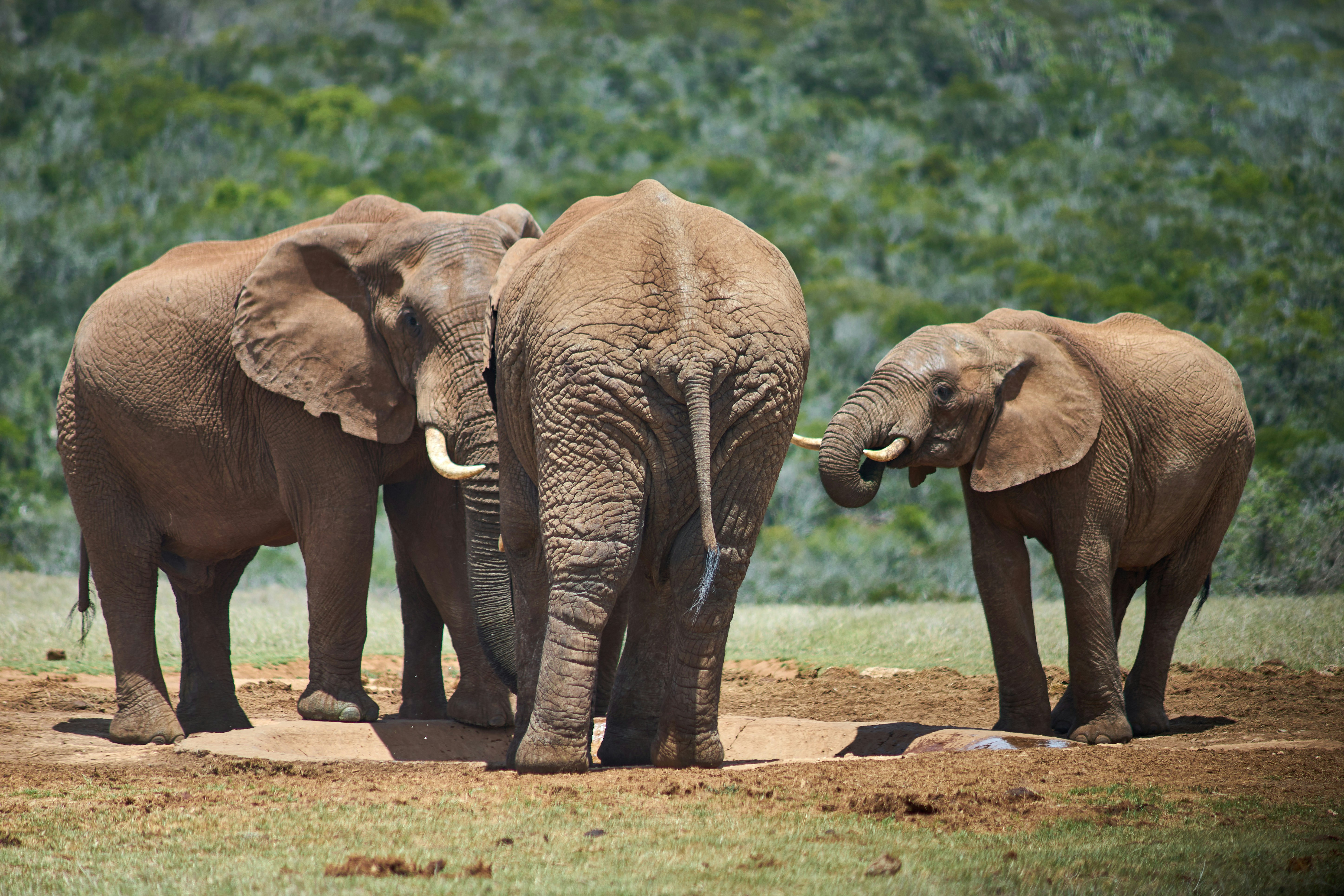 Photo by wolfgang_hasselmann